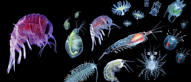Plankton – Basics - Tropical Islands