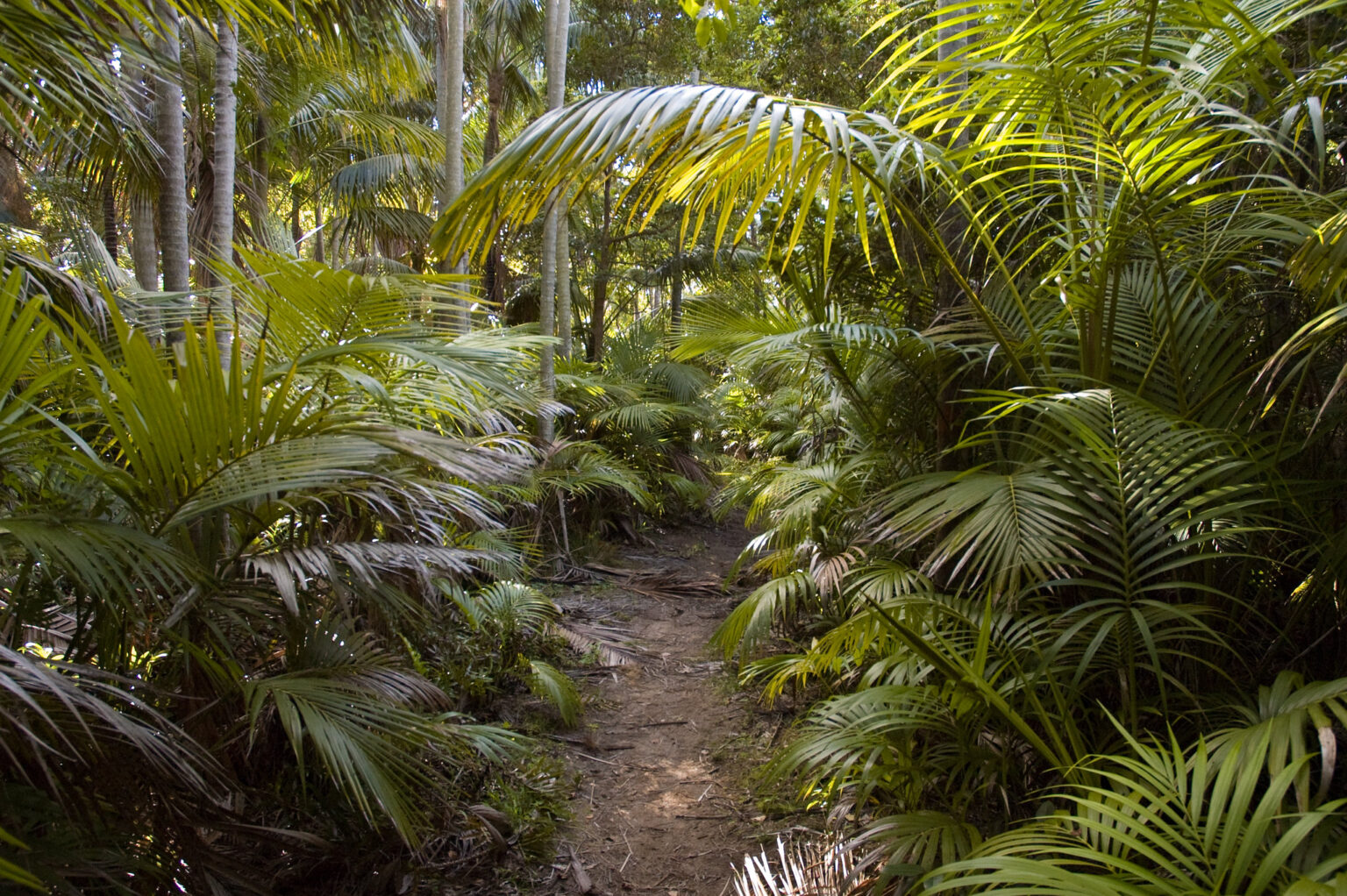 Lord Howe Island Tropical Islands